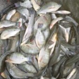 Group logo of Kolletjie Fishing